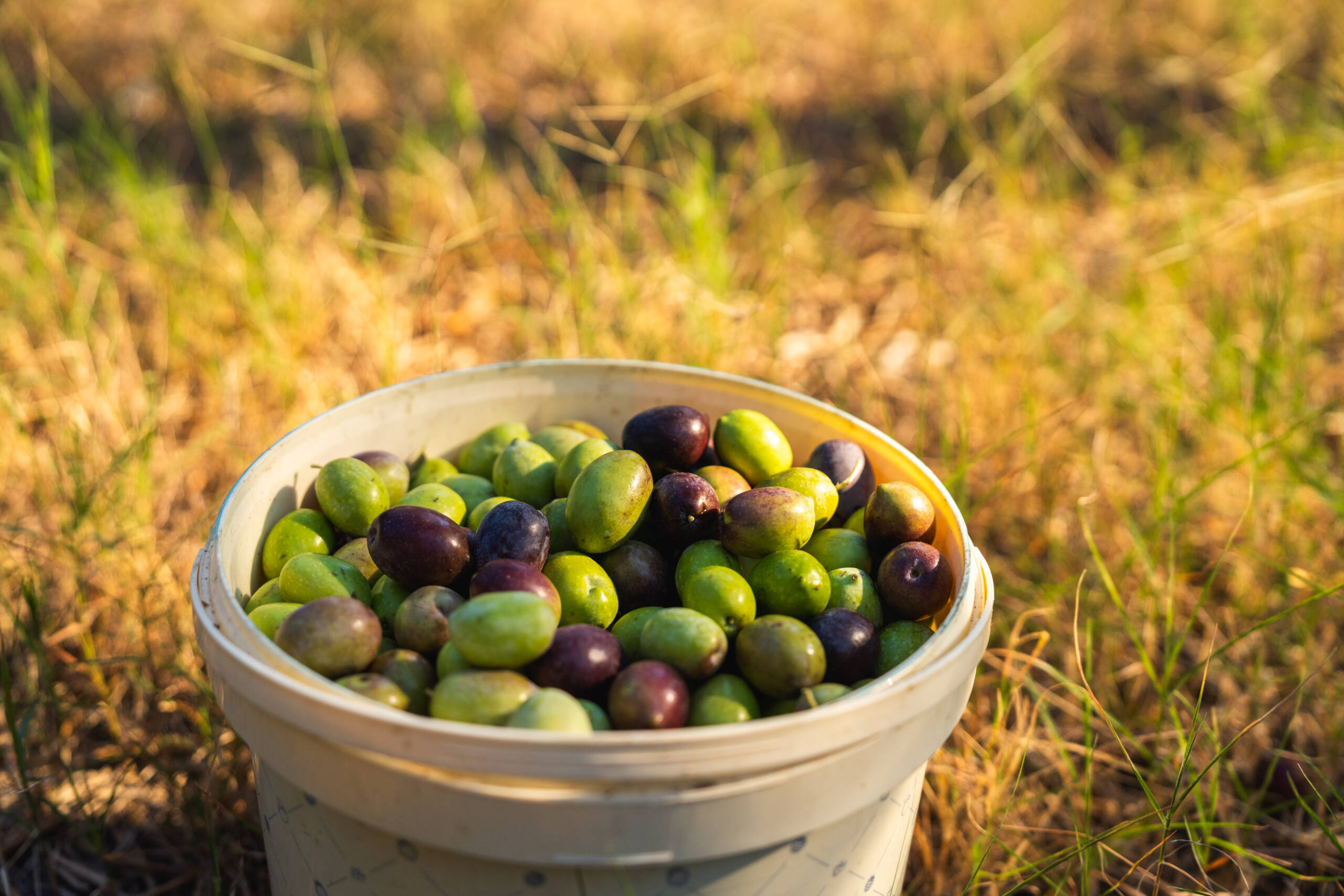 Caratteristiche sensoriali